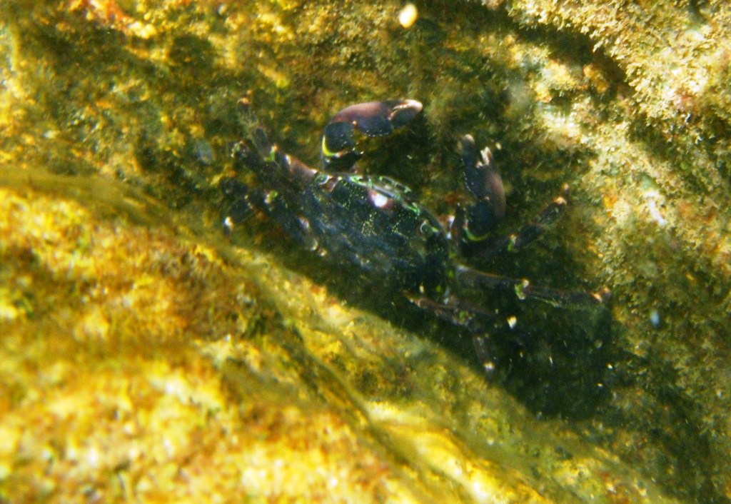 Pachygrapsus marmoratus